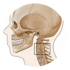 cervical 1